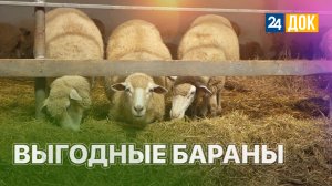 Разведение баранов. ЗЕМЛЕХОД