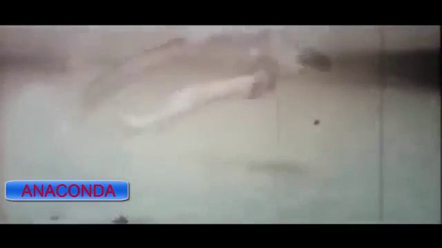 Гигантская Анаконда Найден В Реке Амазонке Гигантская Анаконда Атаки Самый Боль смотреть онлайн