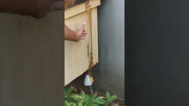 Борьба с осами на пчелиной пасеке. смотреть онлайн