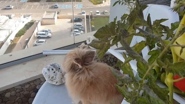 Декоративный кролик. Дусик.Decorative rabbit. смотреть онлайн