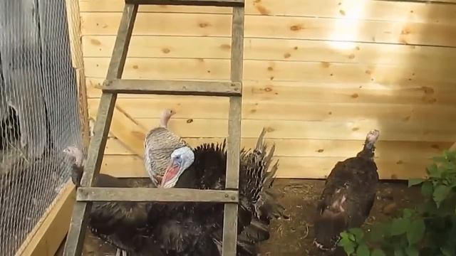 Содержание индюков/ Индюки разведение/ Индюшиная ферма/ Индюки в деревне смотреть онлайн