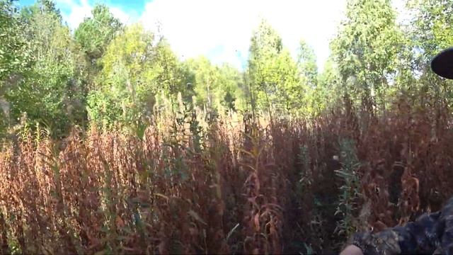 СНИМАЮ ЛОВУШКИ ПО ЛОВЛЕ РОЁВ, КОНЕЦ СЕЗОНА, ПОПАЛИ ШЕРШНИ. 2 Часть. смотреть онлайн