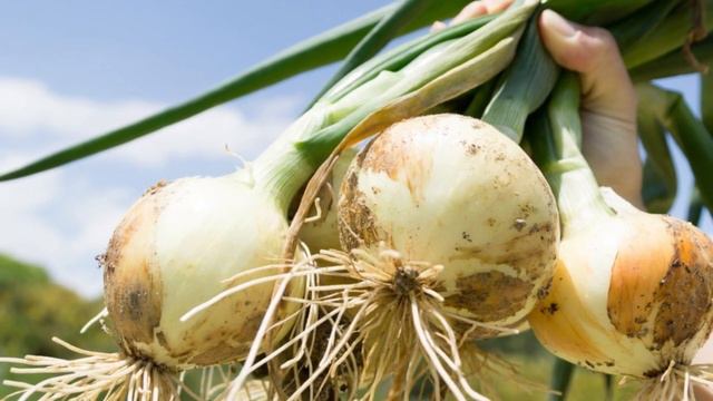 Радостный век