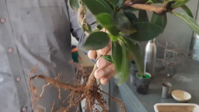 Bonsai techniques смотреть онлайн