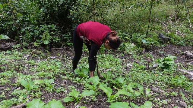 Hien take care of the organic vegetable garden and cook alone on the farm. My Daily Life Ep. 143 смотреть онлайн