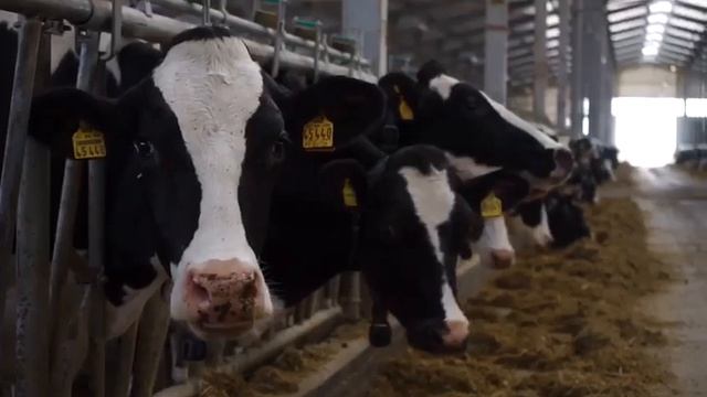 Памяти Руслана Аушева. 2019 год -Агрогородок ТОО КХ "Пахарь". КАзахстан. Павлодарская область. смотреть онлайн