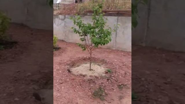 С чего начать новый Участок. Закладываем основы. Строим планы! смотреть онлайн