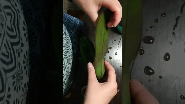 Мои реанимашки.Опыт нарасчивания корешков.эпин,цитокининовая паста,янтарная кислота. смотреть онлайн