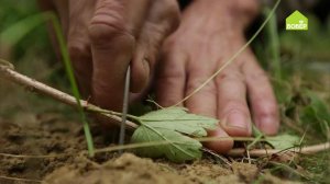 Размножаем крыжовник от куста. Секретный способ от опытного садовода!
