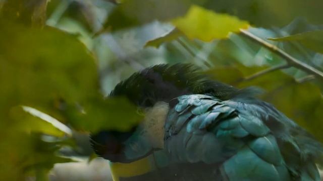 Музыка лечит сердце и сосуды, восстанавливает нервную систему.#23 смотреть онлайн