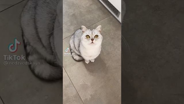 вот почему кот днём всё время спит смотреть онлайн