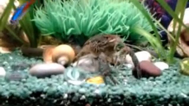 каламаихт в моем аквариуме смотреть онлайн
