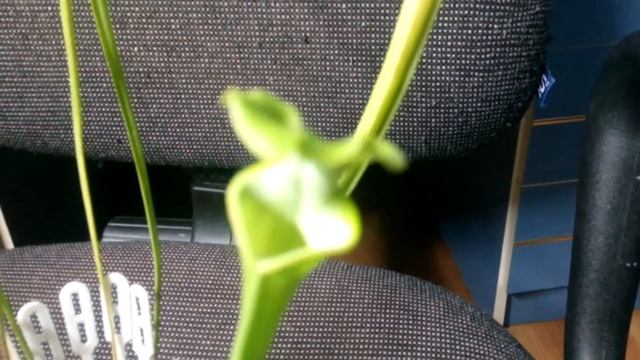 Саррацения для Святослава смотреть онлайн