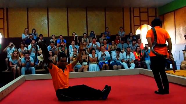 Змеиное шоу. Пхукет. Таиланд смотреть онлайн