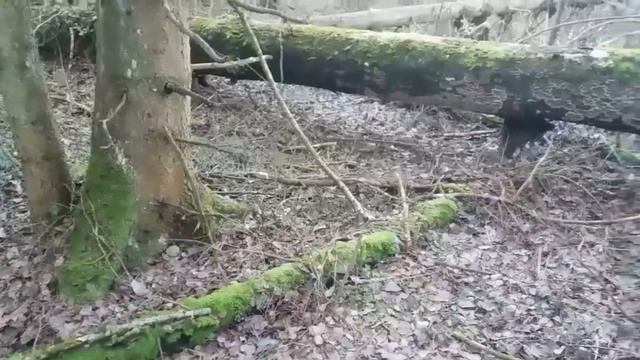 ПОЙМАЛ КУНИЦУ БЕЛКУ И ДВЕ СОВЫ смотреть онлайн