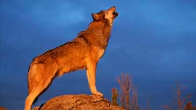 WOLVES HOWLING SOUND EFFECT In Best Quality