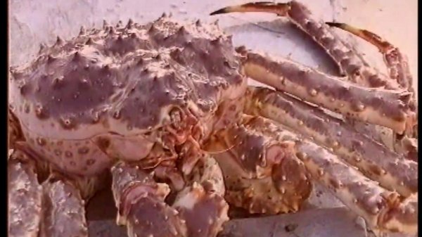 Крабовая лихорадка. Часть 5