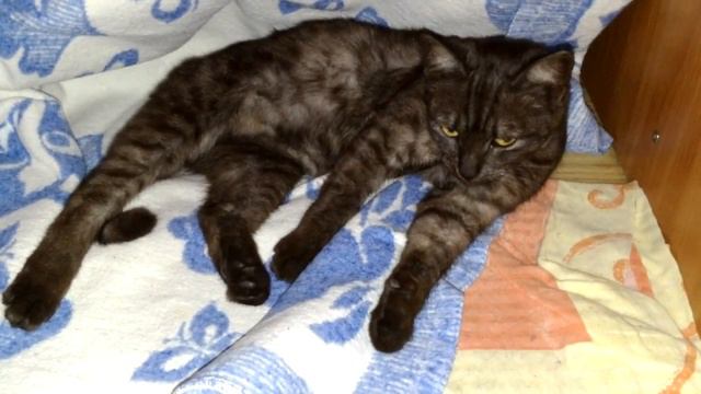 Котик Бруно и малышка Сильва смотреть онлайн