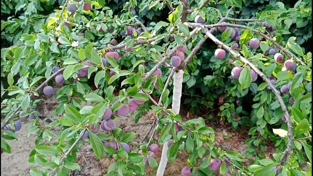 Мой урожай! Спеют помидоры! Алыча, сливы! Дом в городе Лиски Воронежская область. смотреть онлайн