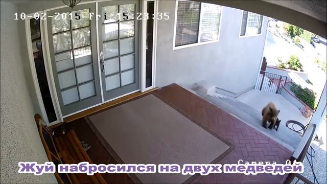 Французский бульдог одолел двух медведей смотреть онлайн