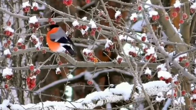 Клип на песню Константина Меладзе в его собственном исполнении "Опять метель..." смотреть онлайн