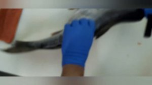 Как быстро разделать Горбушу и Кету на филе для засолки.Простой способ.