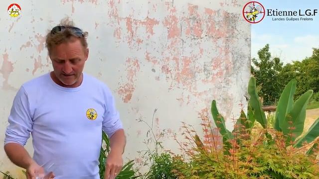 Пчела Гигант, Пчела плотник. Как выгнать насекомое из дома не убив его. смотреть онлайн