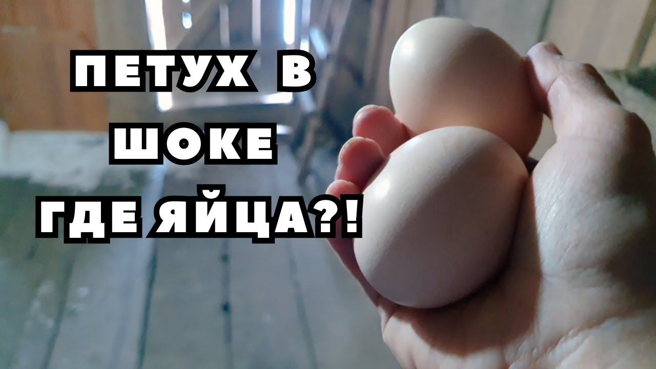 Как лишить петуха яиц // Жизнь в деревне смотреть онлайн