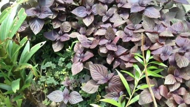 ЛИЛИИ в моём саду необычайной красоты! смотреть онлайн