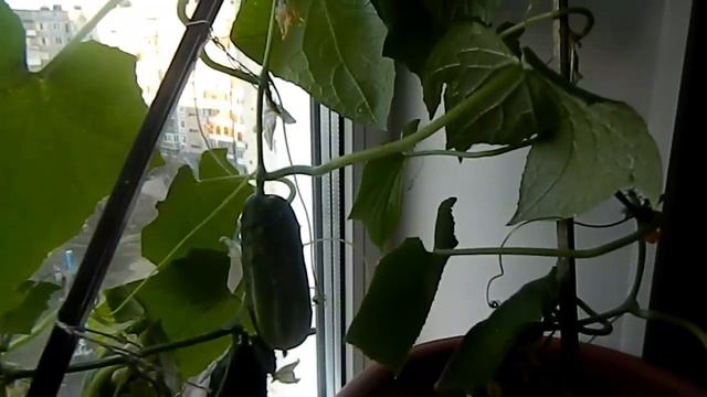 Огурцы на окне Продолжение смотреть онлайн