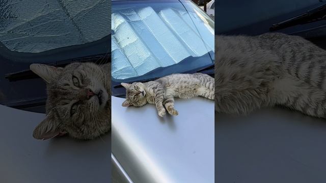 Котосигнализация #shorts смотреть онлайн