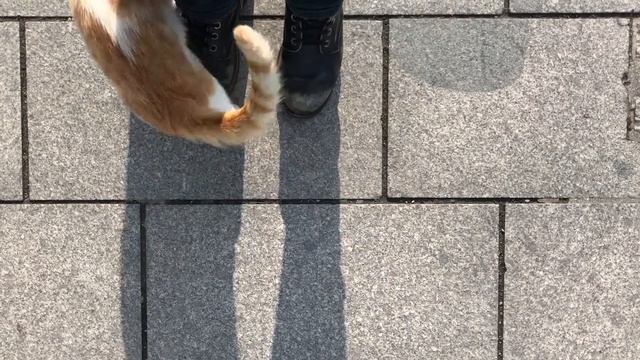 Эти кошки лучше всех смотреть онлайн