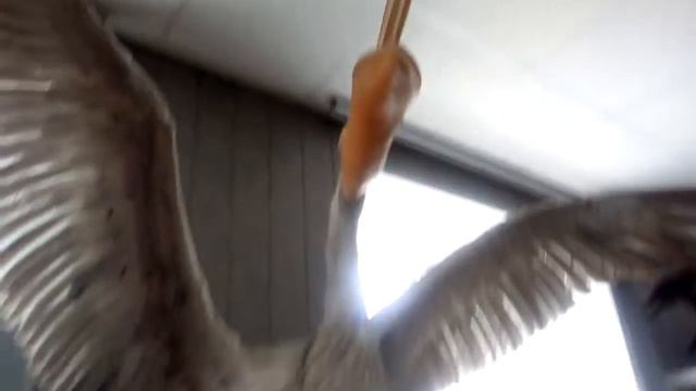 Зоологический музей @ смотреть онлайн