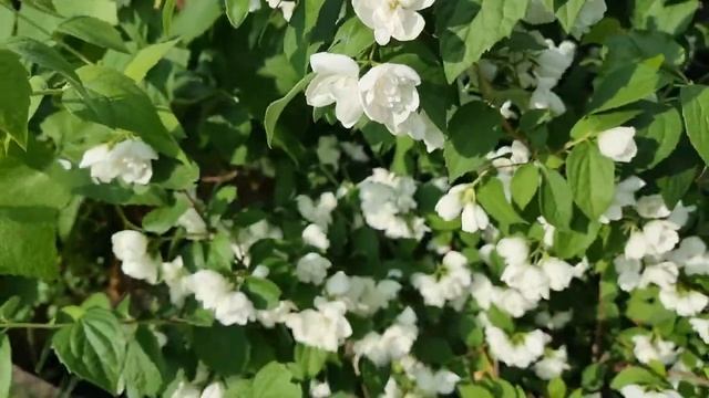Цвітіння троянд. Чубушник, гортензії. червень у саду. смотреть онлайн