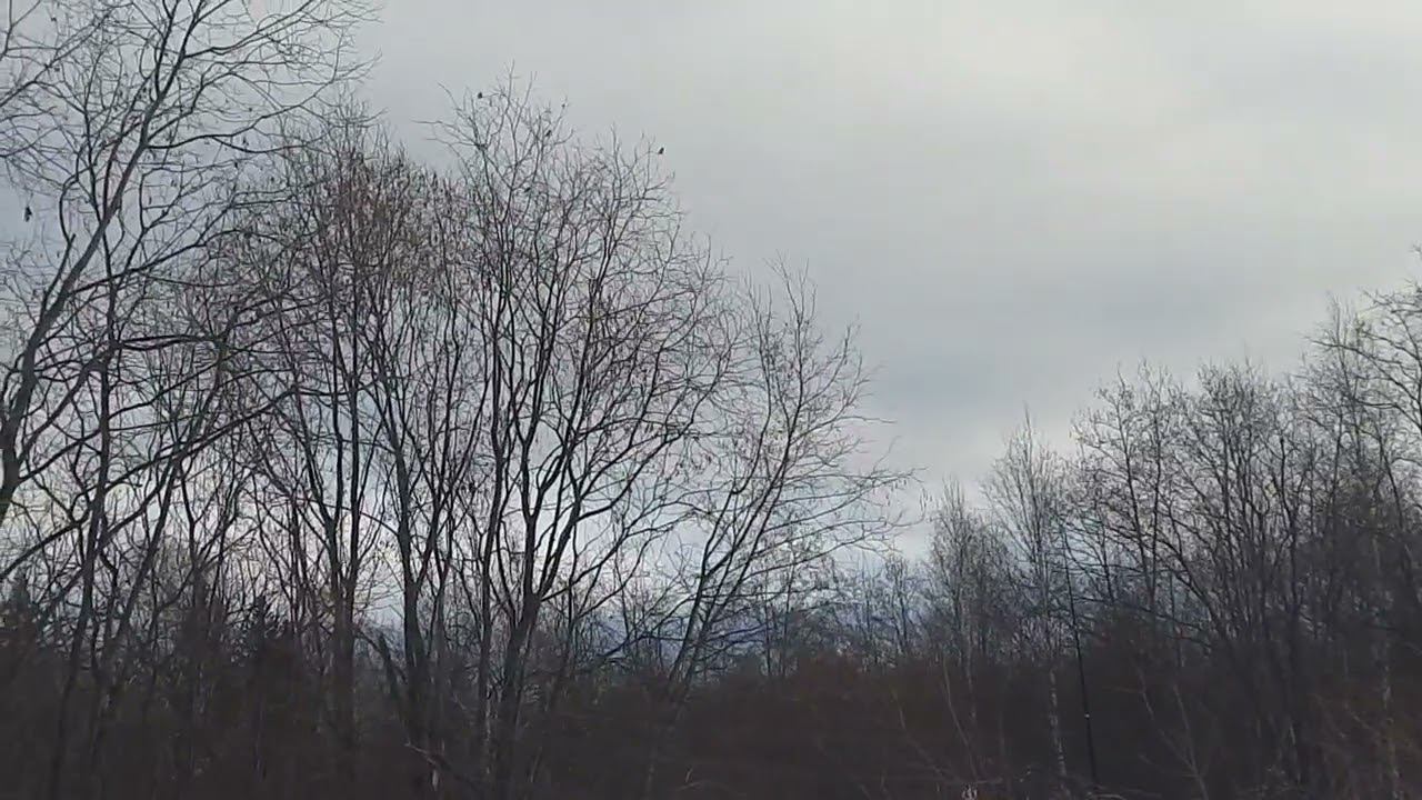 Ловля птиц 20.02.2022 год. смотреть онлайн