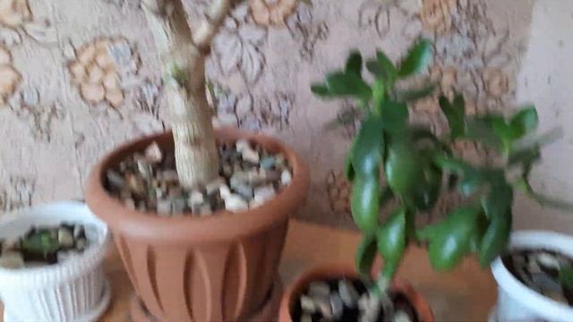 Мое денежное дерево.Как оно выросло.Комнатные цветы. смотреть онлайн