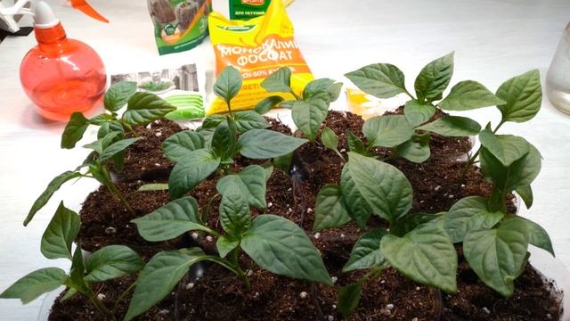 Переваливаю перцы. Жирная рассада - залог огромного урожая!! смотреть онлайн