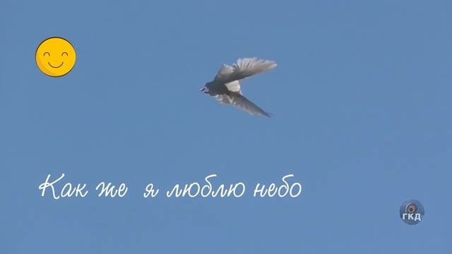 Голубь летит и кувыркается. The Pigeon Flies And Tumbles.
