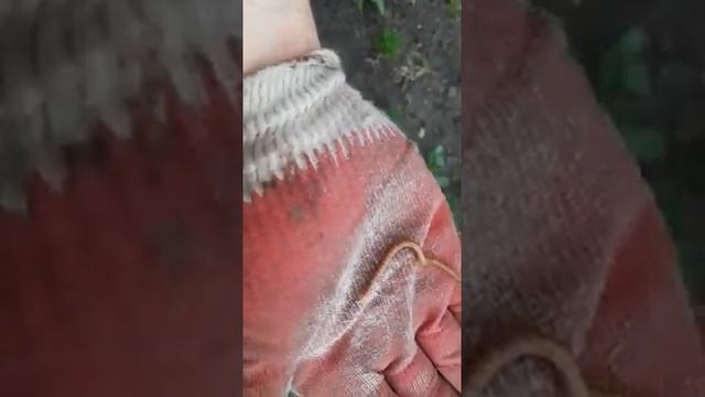 В МИРЕ ЖИВОТНЫХ-СКОЛОПЕНДРА! смотреть онлайн