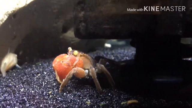 Red claw crab community tank смотреть онлайн