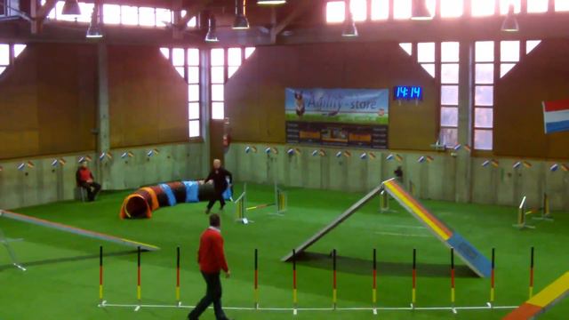 Papillon Agility - Agility WM-Quali-Biebesheim 2014 - Laminero´s Joker смотреть онлайн