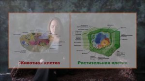 Как 35 лет без человека превратили Чернобыль в цветущий заповедник