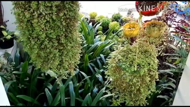 Home Garden Tour смотреть онлайн