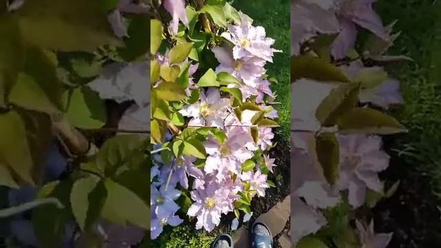 Клематис - шкатулка со счастьем из лета Клематис Тирислунд смотреть онлайн