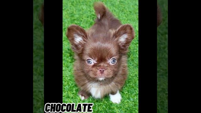 TIPO DE COLORES EN CHIHUAHUA‼️ смотреть онлайн