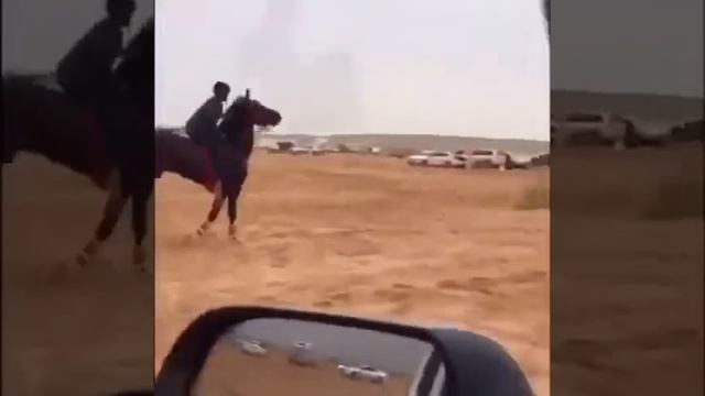 Чистокровный арабский жеребец ? смотреть онлайн