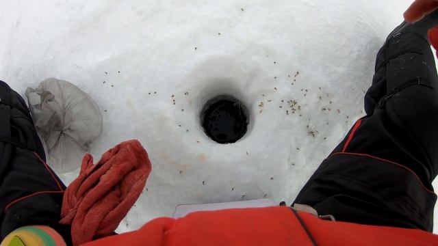 Ловля Леща на мормышку. Поклевки леща. Fishing for bream on a jig. bream bites on camera смотреть онлайн