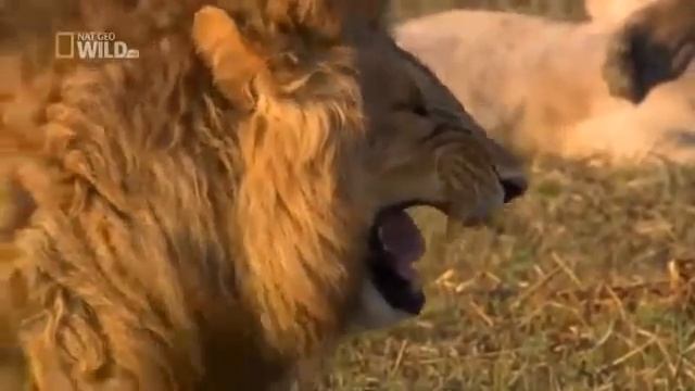 У тигра ужасный смех смотреть онлайн