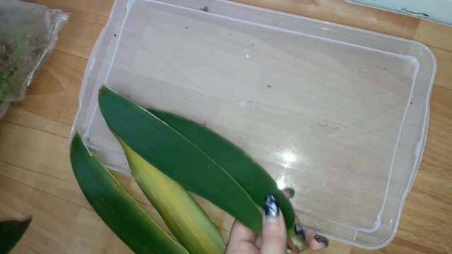 Пересадка орхидеи Леди Мармелад.Групповая посадка орхидей. смотреть онлайн