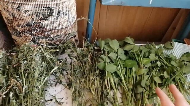 Травы для шиншилл. Что сушу в мае.